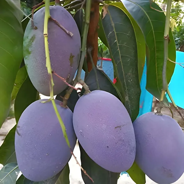 Blue_Mango_Aam_Grafted_Fruit_Plant_(1.5-3_Feet_Height)