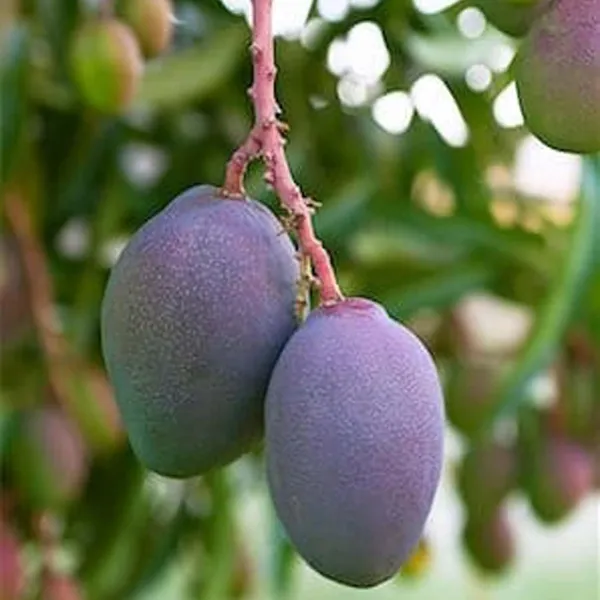 Blue_Mango_Aam_Grafted_Fruit_Plant_(1.5-3_Feet_Height)