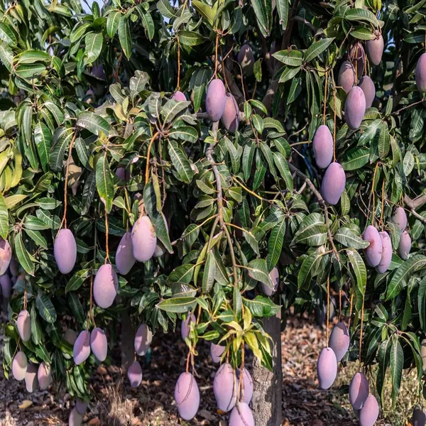Blue_Mango_Aam_Grafted_Fruit_Plant_(1.5-3_Feet_Height)