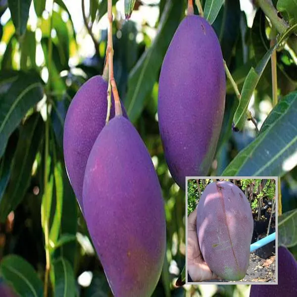 Nam_Dok_Mai_Si_Mueng_Purple_Mango_Aam_Grafted_Fruit_Plant_(1.5-3_Feet_Height)