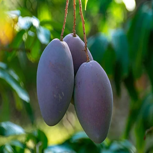 Nam_Dok_Mai_Si_Mueng_Purple_Mango_Aam_Grafted_Fruit_Plant_(1.5-3_Feet_Height)