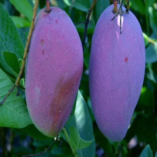 Nam_Dok_Mai_Si_Mueng_Purple_Mango_Aam_Grafted_Fruit_Plant_(1.5-3_Feet_Height)