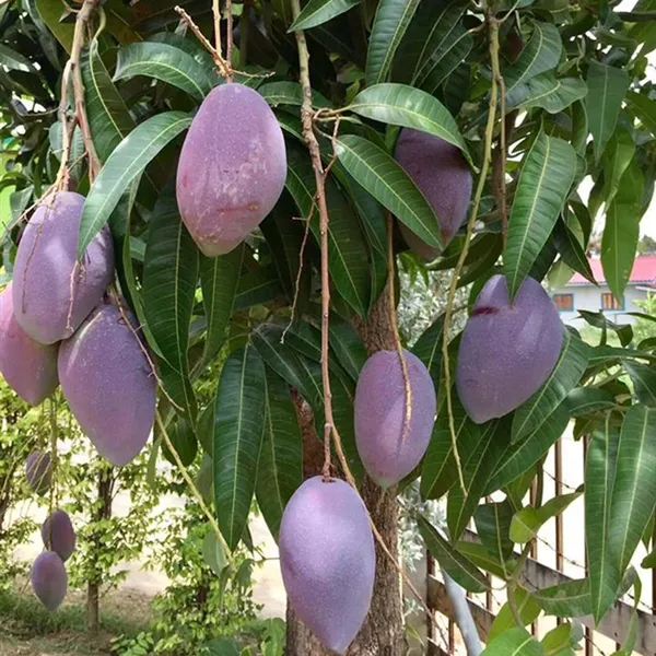 Nam_Dok_Mai_Si_Mueng_Purple_Mango_Aam_Grafted_Fruit_Plant_(1.5-3_Feet_Height)