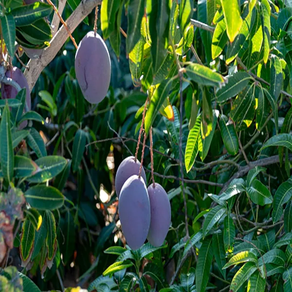 Nam_Dok_Mai_Si_Mueng_Purple_Mango_Aam_Grafted_Fruit_Plant_(1.5-3_Feet_Height)