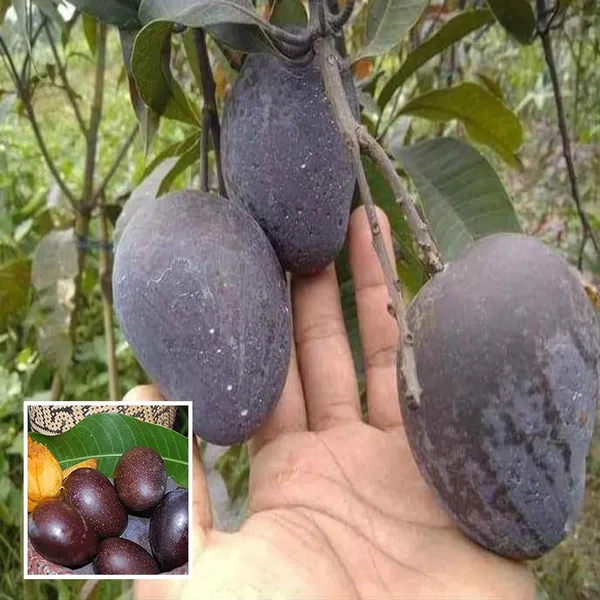 Black_Stone_Mango_Aam_Grafted_Fruit_Plant_(1.5-3_Feet_Height)