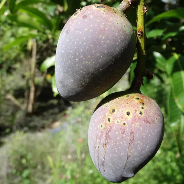 Black_Stone_Mango_Aam_Grafted_Fruit_Plant_(1.5-3_Feet_Height)
