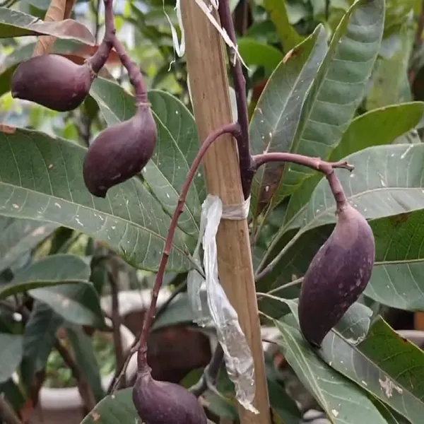 Black_Stone_Mango_Aam_Grafted_Fruit_Plant_(1.5-3_Feet_Height)