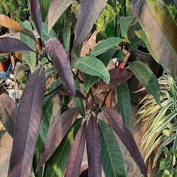 Black_Stone_Mango_Aam_Grafted_Fruit_Plant_(1.5-3_Feet_Height)