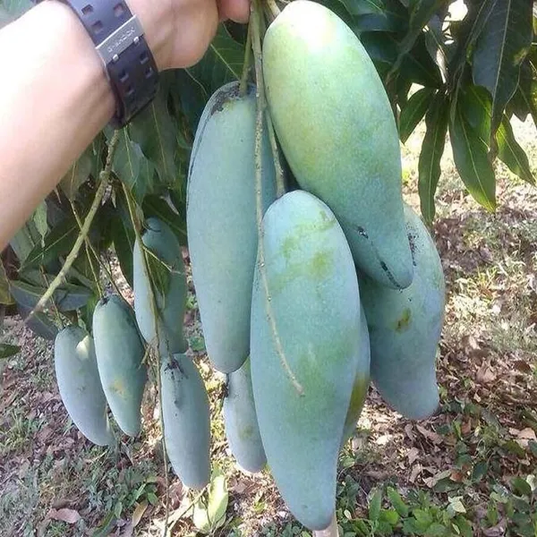 Thai_Kujai_Qjai_Mango_Aam_Grafted_Fruit_Plant_(1.5-3_Feet_Height)