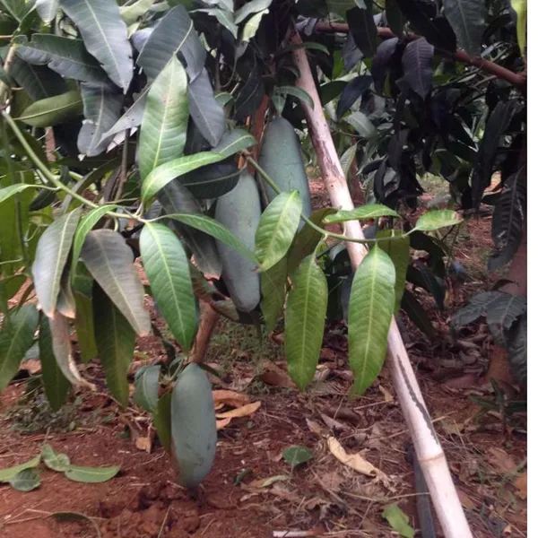 Thai_Kujai_Qjai_Mango_Aam_Grafted_Fruit_Plant_(1.5-3_Feet_Height)