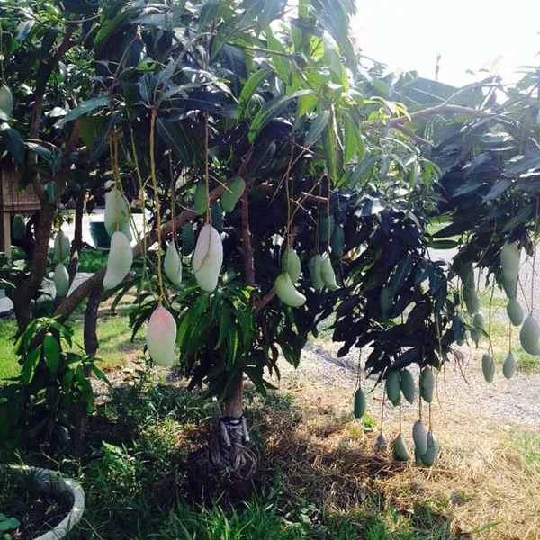 Thai_Kujai_Qjai_Mango_Aam_Grafted_Fruit_Plant_(1.5-3_Feet_Height)