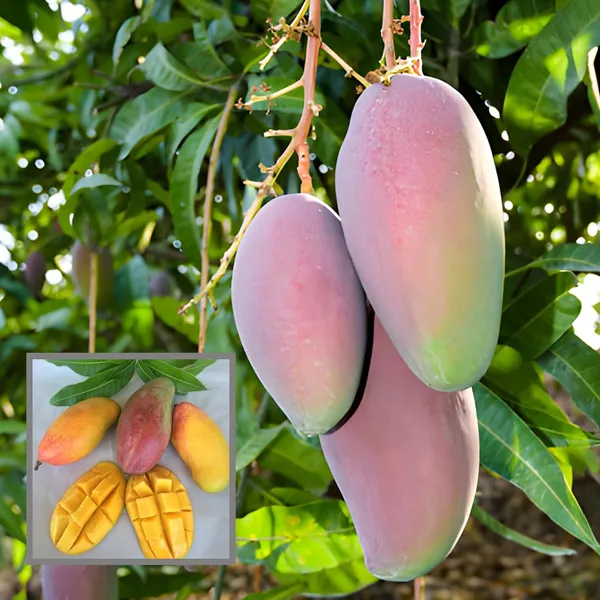 Valencia_Pride_Mango_Aam_Grafted_Fruit_Plant_(1.5-3_Feet_Height)