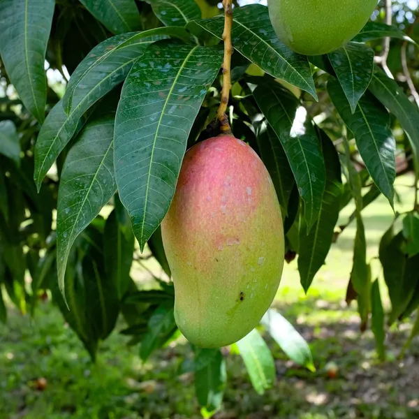 Valencia_Pride_Mango_Aam_Grafted_Fruit_Plant_(1.5-3_Feet_Height)
