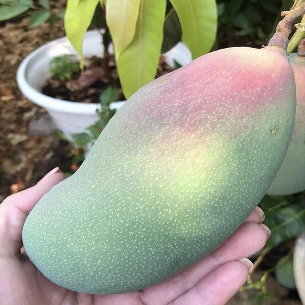 Valencia_Pride_Mango_Aam_Grafted_Fruit_Plant_(1.5-3_Feet_Height)