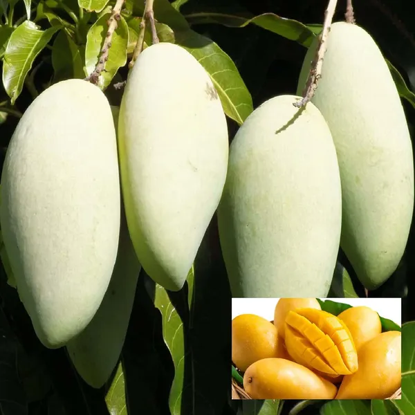 Honeydew_Mango_Aam_Grafted_Fruit_Plant_(1.5-3_Feet_Height)