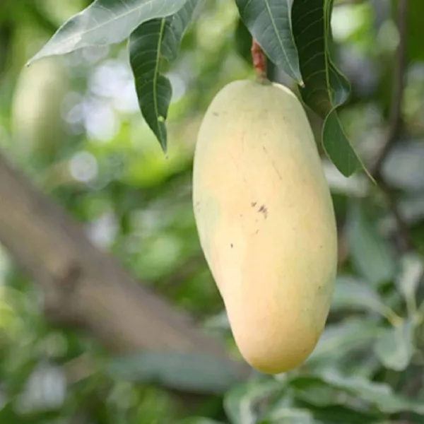 Honeydew_Mango_Aam_Grafted_Fruit_Plant_(1.5-3_Feet_Height)