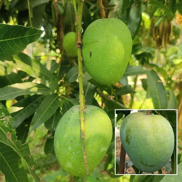 Himsagar_All_Time_Mango_Aam_Grafted_Fruit_Plant_(1.5-3_Feet_Height)