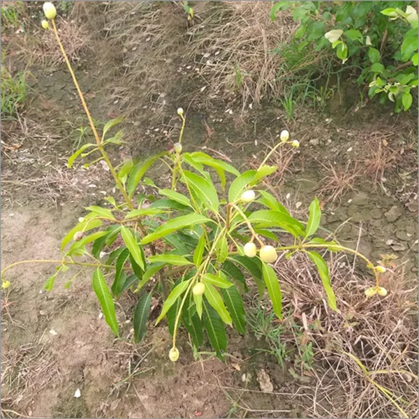 Himsagar_All_Time_Mango_Aam_Grafted_Fruit_Plant_(1.5-3_Feet_Height)