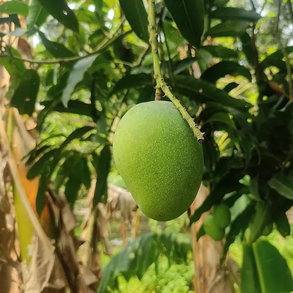 Himsagar_All_Time_Mango_Aam_Grafted_Fruit_Plant_(1.5-3_Feet_Height)