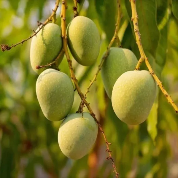 Himsagar_All_Time_Mango_Aam_Grafted_Fruit_Plant_(1.5-3_Feet_Height)