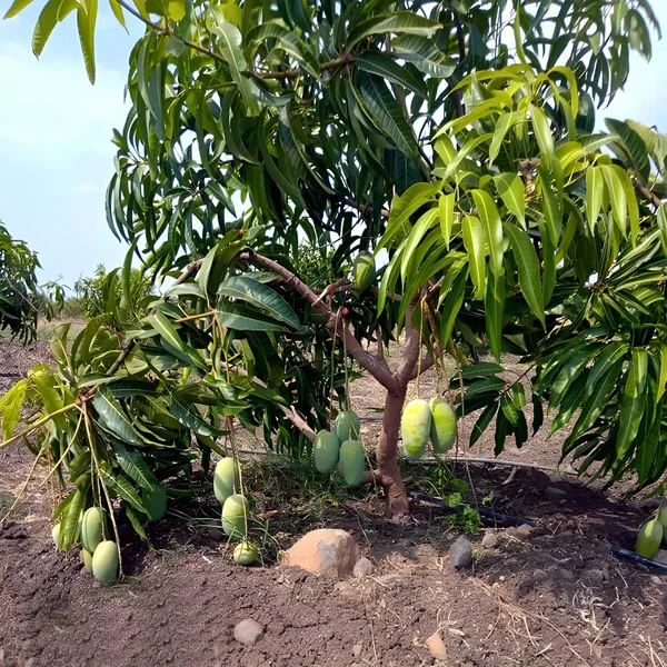 Dasheri_Mango_Aam_Grafted_Fruit_Plant_(1.5-3_Feet_Height)