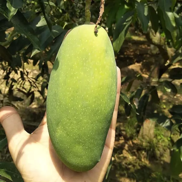 Dasheri_Mango_Aam_Grafted_Fruit_Plant_(1.5-3_Feet_Height)