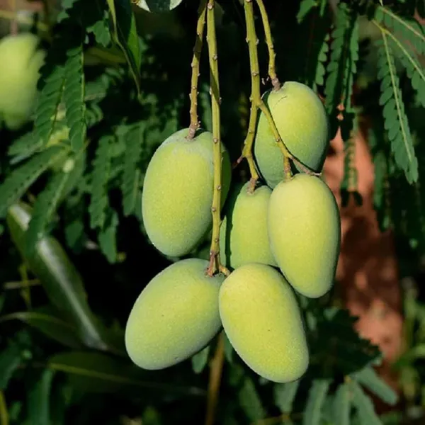 Dasheri_Mango_Aam_Grafted_Fruit_Plant_(1.5-3_Feet_Height)