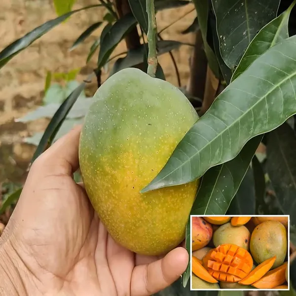 Pusa_Surya_Mango_Aam_Grafted_Fruit_Plant_(1.5-3_Feet_Height)