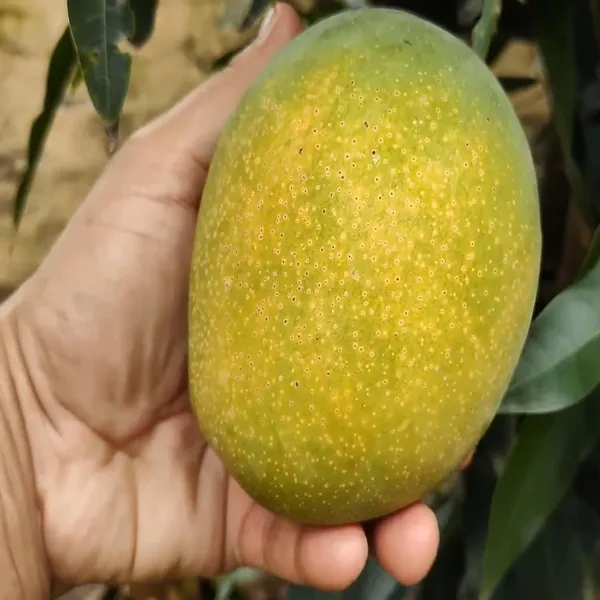 Pusa_Surya_Mango_Aam_Grafted_Fruit_Plant_(1.5-3_Feet_Height)
