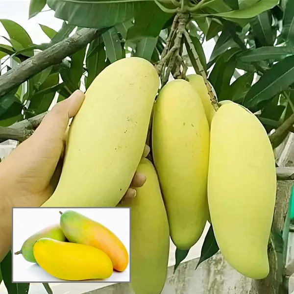 Banana_Mango_Aam_Grafted_Fruit_Plant_(1.5-3_Feet_Height)