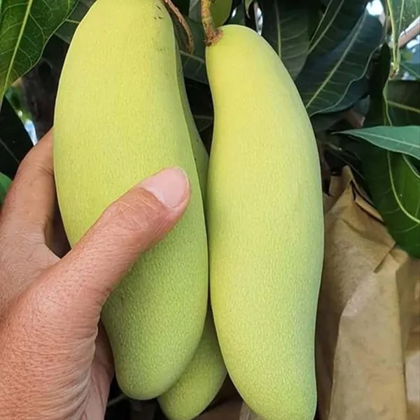 Banana_Mango_Aam_Grafted_Fruit_Plant_(1.5-3_Feet_Height)