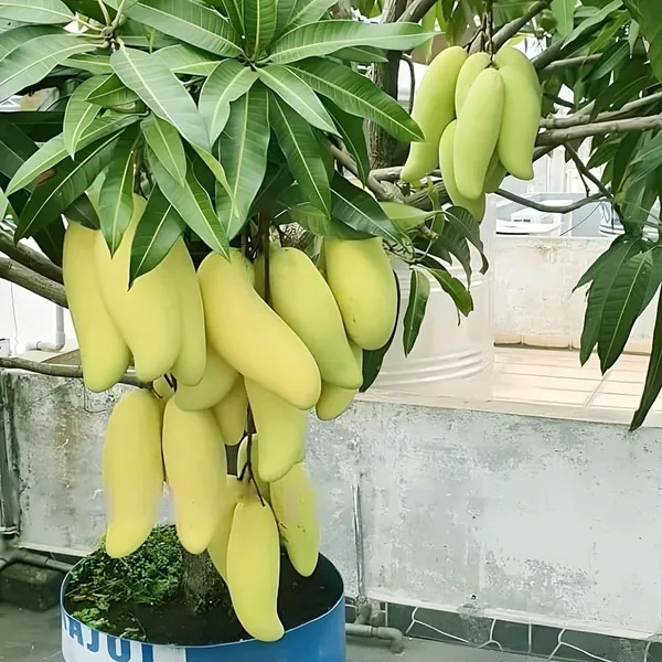 Banana_Mango_Aam_Grafted_Fruit_Plant_(1.5-3_Feet_Height)