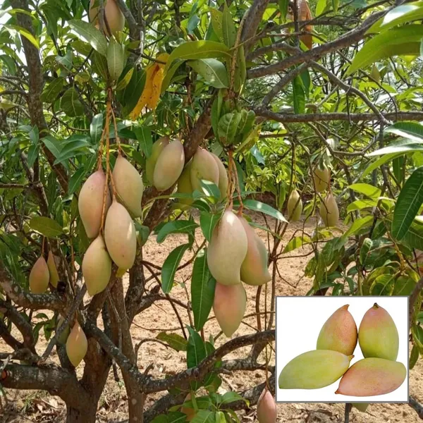 Totapuri_Mango_Aam_Grafted_Fruit_Plant_(1.5-3_Feet_Height)