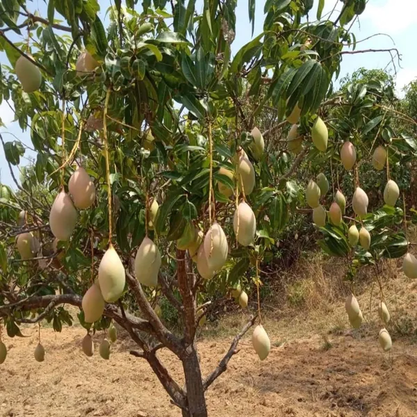 Totapuri_Mango_Aam_Grafted_Fruit_Plant_(1.5-3_Feet_Height)