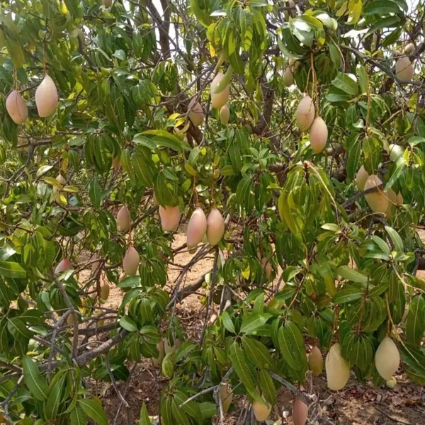 Totapuri_Mango_Aam_Grafted_Fruit_Plant_(1.5-3_Feet_Height)