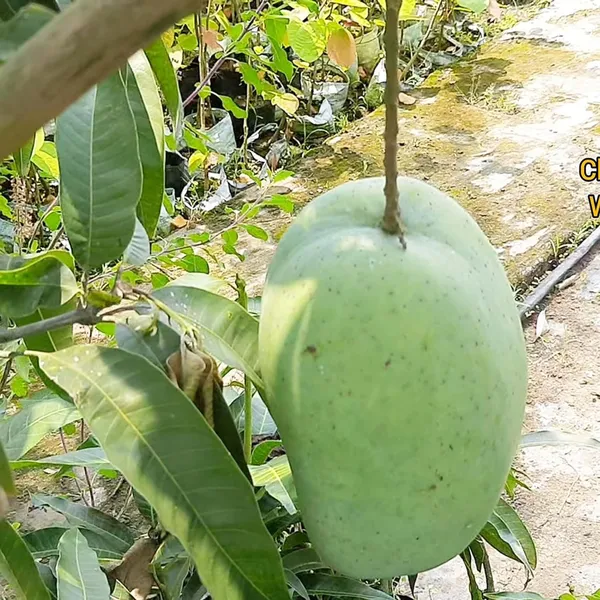 4Kg_Mango_Aam_Grafted_Fruit_Plant_(1.5-3_Feet_Height)