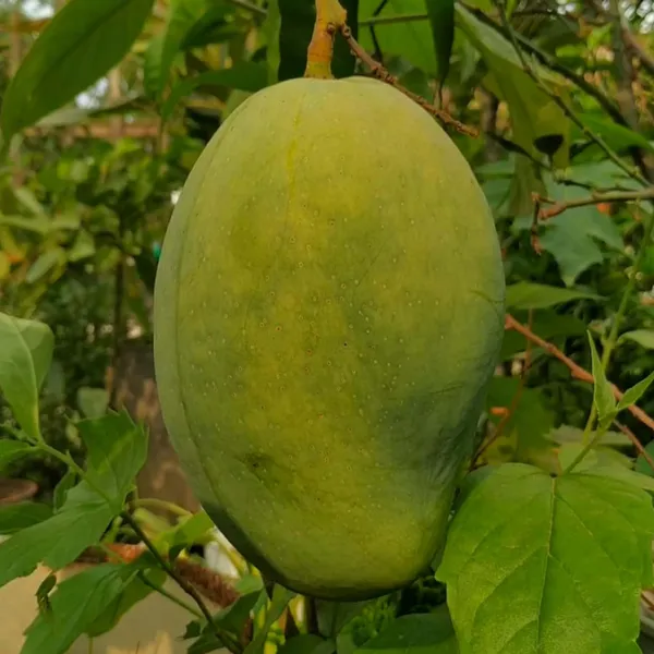 4Kg_Mango_Aam_Grafted_Fruit_Plant_(1.5-3_Feet_Height)