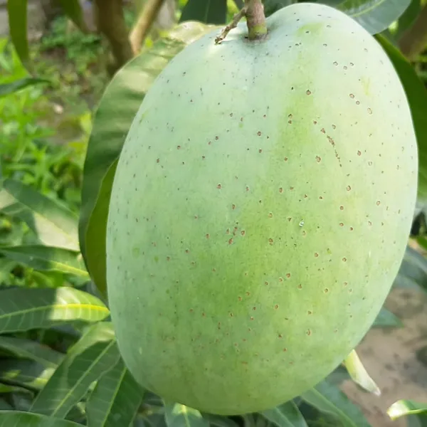 4Kg_Mango_Aam_Grafted_Fruit_Plant_(1.5-3_Feet_Height)
