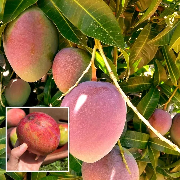 American_Kent_Mango_Aam_Grafted_Fruit_Plant_(1.5-3_Feet_Height)