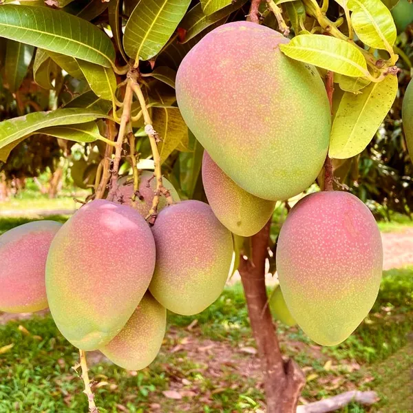 American_Kent_Mango_Aam_Grafted_Fruit_Plant_(1.5-3_Feet_Height)