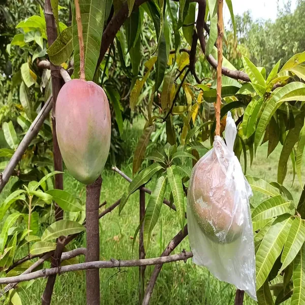 American_Kent_Mango_Aam_Grafted_Fruit_Plant_(1.5-3_Feet_Height)