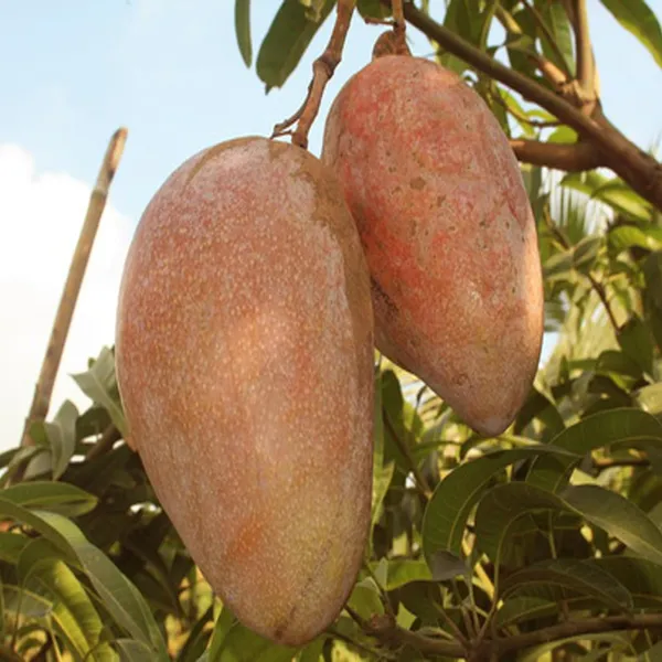 Osteen_Mango_Aam_Grafted_Fruit_Plant_(1.5-3_Feet_Height)