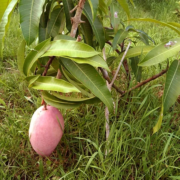 Osteen_Mango_Aam_Grafted_Fruit_Plant_(1.5-3_Feet_Height)