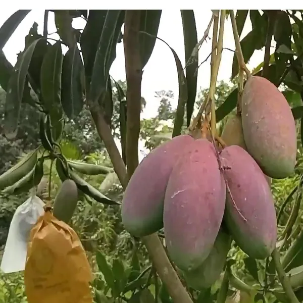 Bari_13_Mango_Aam_Grafted_Fruit_Plant_(1.5-3_Feet_Height)