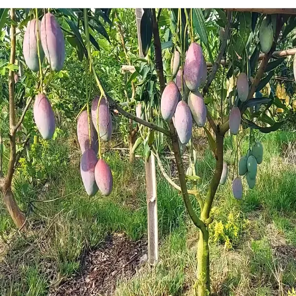 Bari_13_Mango_Aam_Grafted_Fruit_Plant_(1.5-3_Feet_Height)