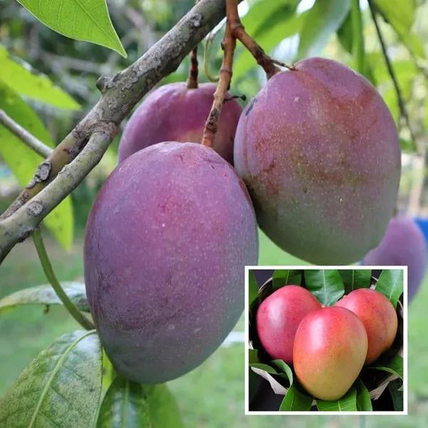 Tommy_Atkins_All_Time_Mango_Mango_Aam_Grafted_Fruit_Plant_(1.5-3_Feet_Height)
