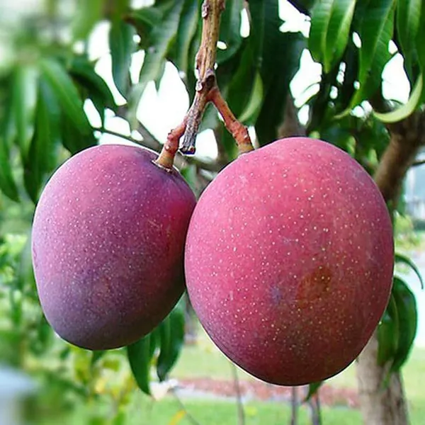 Tommy_Atkins_All_Time_Mango_Mango_Aam_Grafted_Fruit_Plant_(1.5-3_Feet_Height)