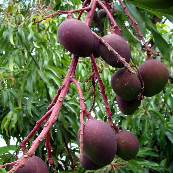 Tommy_Atkins_All_Time_Mango_Mango_Aam_Grafted_Fruit_Plant_(1.5-3_Feet_Height)