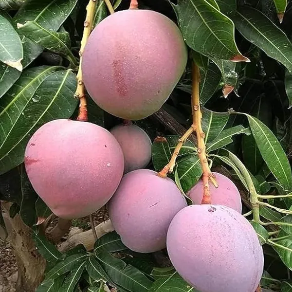 Tommy_Atkins_All_Time_Mango_Mango_Aam_Grafted_Fruit_Plant_(1.5-3_Feet_Height)