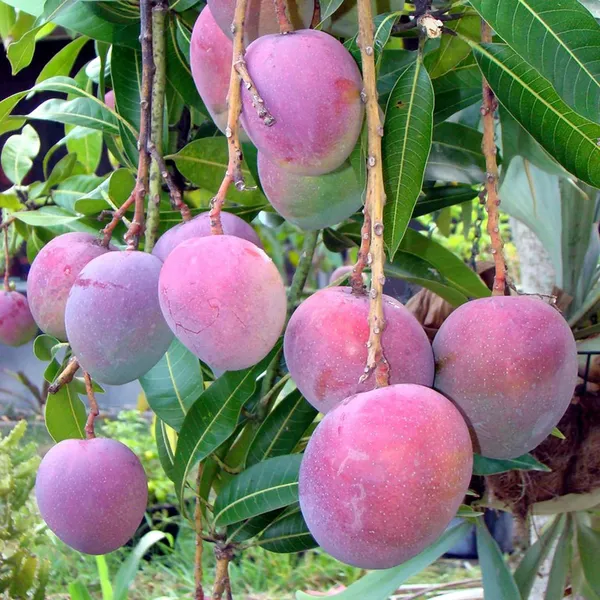 Tommy_Atkins_All_Time_Mango_Mango_Aam_Grafted_Fruit_Plant_(1.5-3_Feet_Height)